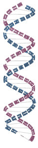 DNA_Ching2
